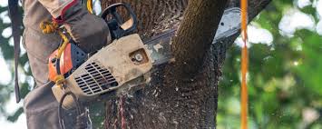 Best Tree Health Inspection  in Sandy Hook, CT