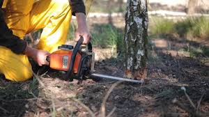 Best Tree Removal  in Sandy Hook, CT