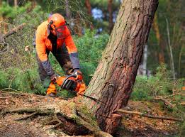 Best Tree Maintenance Programs  in Sandy Hook, CT