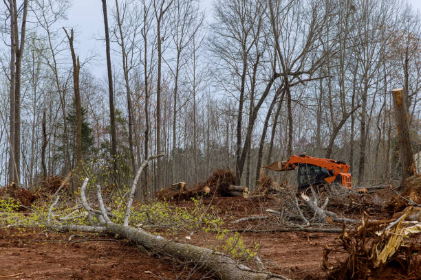 Mulching Services in Sandy Hook, CT